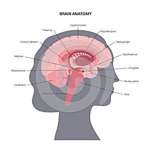 Brain anatomy concept photo