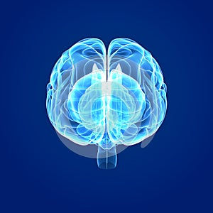Human Brain anterior view