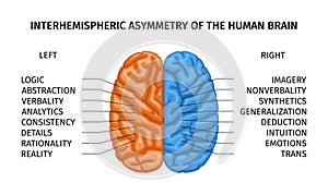 Human Brain Asymmetry Composition