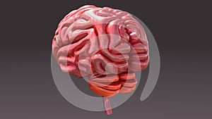 Human Brain Back View