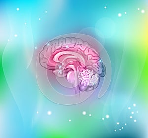 Human brain background