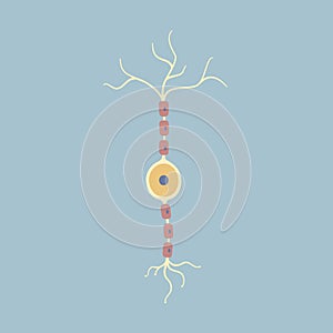 Human Brain bipolar neuron nerve cell. Synapses, myelin sheat, cell body, nucleus, axon and dendrites. Neurology