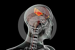 Human brain in the body with highlighted inferior frontal gyrus photo