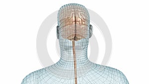 Human brain and body wire model