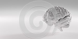 Human brain, brain model on gray background. human intelligence with human brain. brain consists of cerebrum, brainstem and