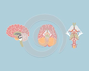 Human brain and brain stem, internal organs anatomy body part nervous system photo