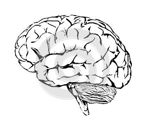 Human brain, cerebellum and headaches. Headache