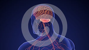 Human brain cerebellum medical animation