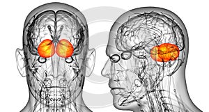 human brain cerebrum photo