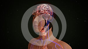 Human Brain photo