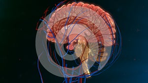 Human Brain photo