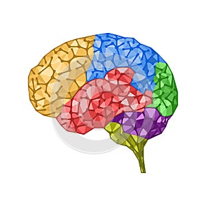 Human brain concept