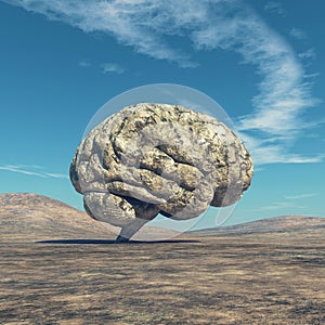 The human brain. photo