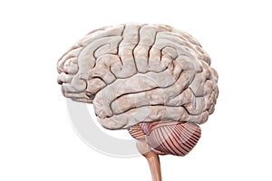 Human brain with cortex, cerebellum and brain stem profile view isolated on white background accurate 3D rendering illustration.