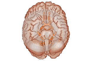 Human brain / cranian nerves