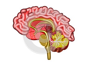 Human brain cross section
