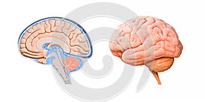 Human brain cross section diagram. 3d render