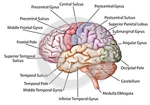 Human brain / descriptions