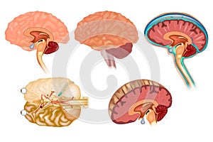 Human brain detailed anatomy