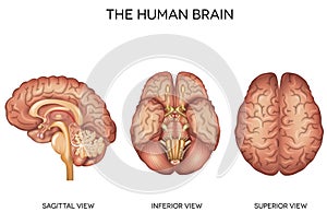 Human brain detailed anatomy photo