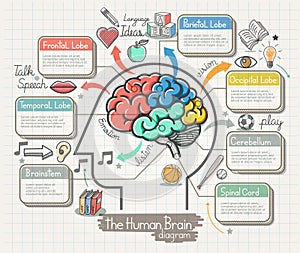 The Human Brain Diagram Doodles Icons Set.