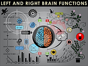 Human brain divided into Left and right brain for different functions.