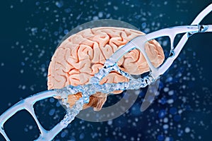 human brain, dna structure helix, deoxyribonucleic acid, nucleic molecules, neural connections, genome research, development