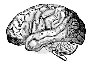 Člověk mozek 