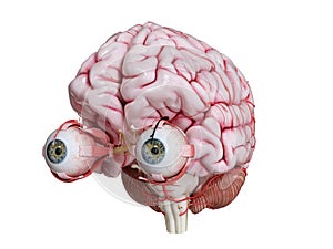 A human brain, eyes and arteries