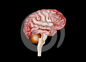 Human brain flat isometric icon