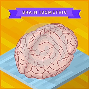 Human brain flat isometric icon