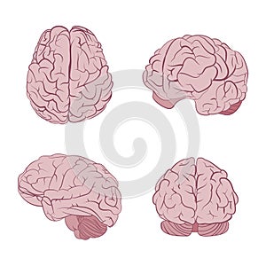 Human brain four views. Top, frontal, side, three-quarter. Flat brains vector icons