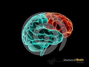 Human brain, frontal lobe anatomy structure. Human brain anatomy 3d illustration.