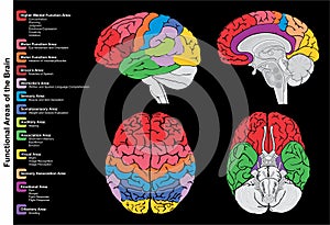 Human brain functional areas anatomy infographic diagram