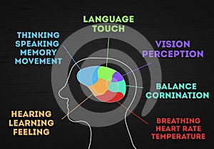 Human Brain Functions and parts . Infographic of man Mind Function. Man Head Silhouette with Colorful Graph part of cerebellum