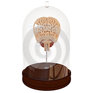 Human brain in a jar. 3D render