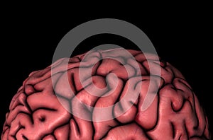 Human brain gyri close-up view