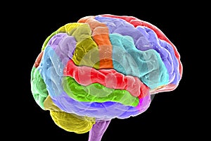 Human brain with gyri highlighted in different colors