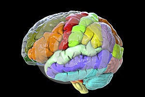 Human brain with gyri highlighted in different colors