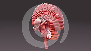 Human Brain Half Back View