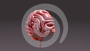 Human Brain Half perspective View
