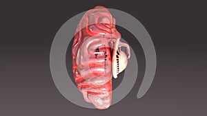 Human Brain Half Top View