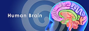 Human Brain