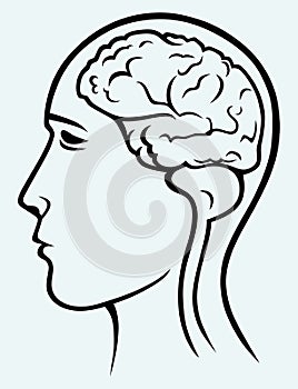 Human brain and head