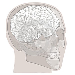 Human brain head anatomy