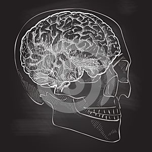 Human brain head anatomy