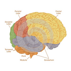 Human brain head anatomy