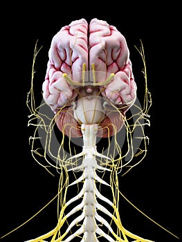 The human brain and head nerves