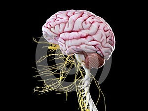 The human brain and head nerves