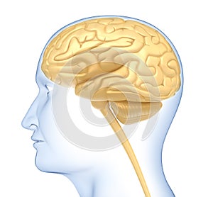 Human brain in the head. Side view